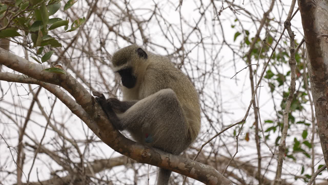 un lindo mono vervet descansando en una rama e inspeccionando sus pies