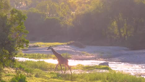 giraffe walking in kruger national park, south africa, backlight