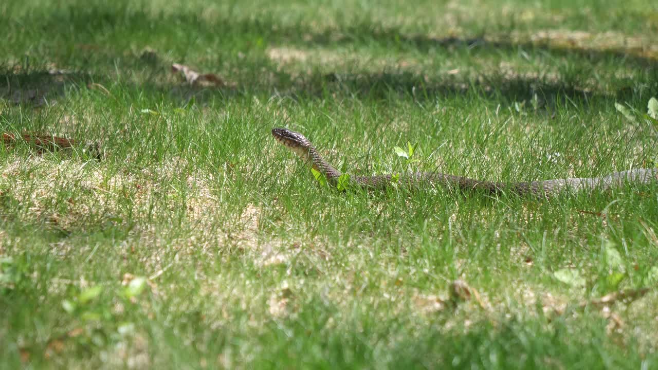 Wild Snake With Head Looking Forward On Grass. Low Angle