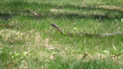 wild snake with head looking forward on grass. low angle