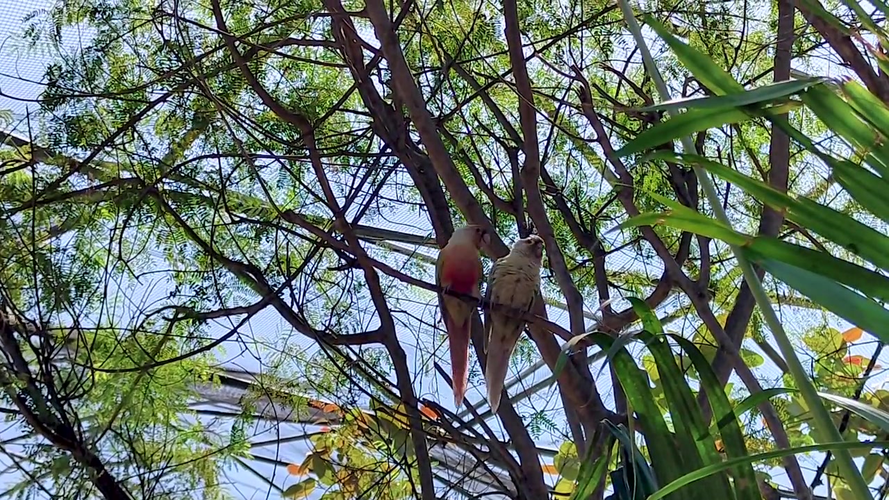 Two rose-ringed parakeets perch together in dappled tropical tree canopy with blue sky. Perfect for urban wildlife, tropical nature, birding content, and Asia travel docs.