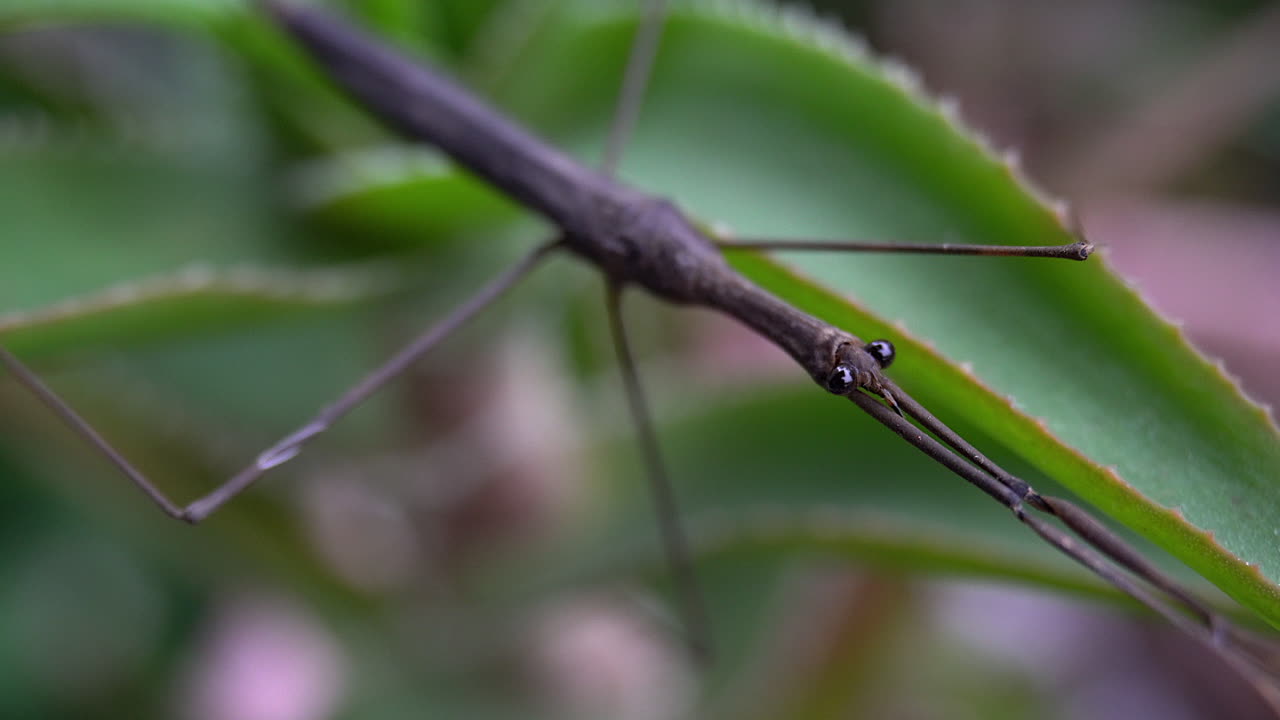 alejamiento lento del insecto palo de agua desde un ángulo oblicuo