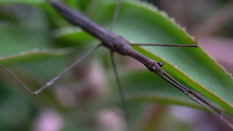 slow zoom-out of water stick insect from oblique angle