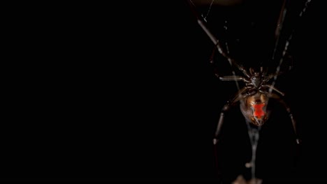 araignée venimeuse à dos rouge suspendue dans le web