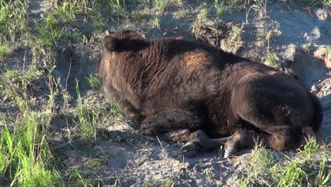 lindo ternero bisonte con cuernos diminutos yace en arena cubierta de hierba acosado por moscas