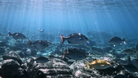 Brassy-Döbel-Schwimmen-Im-Meer-Mit-Sonnenstrahl