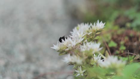 bumblebee looking for nectar on white flower, macro close up