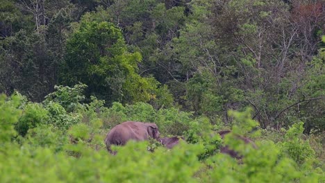 Los-Elefantes-Asiáticos-Son-Especies-En-Peligro-De-Extinción-Y-También-Son-Residentes-De-Tailandia