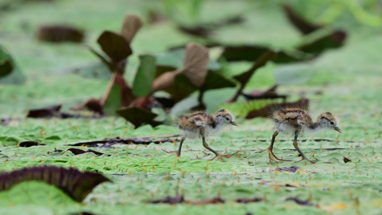 Tiny jacana chicks explore floating lily pads together while searching for food in a lush freshwater wetland habitat.