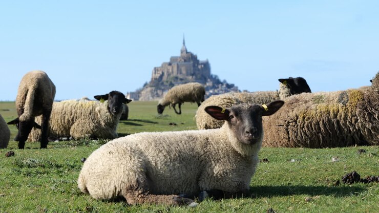 La scena pastorale intorno a Mont Saint-Michel presenta pecore e una campagna ondulata.