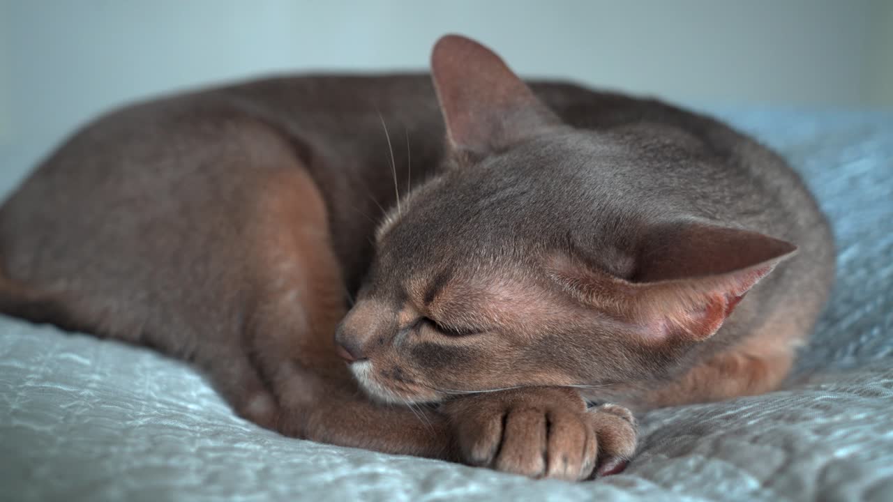 Gatto abissino che fa un pisolino e muove le orecchie.