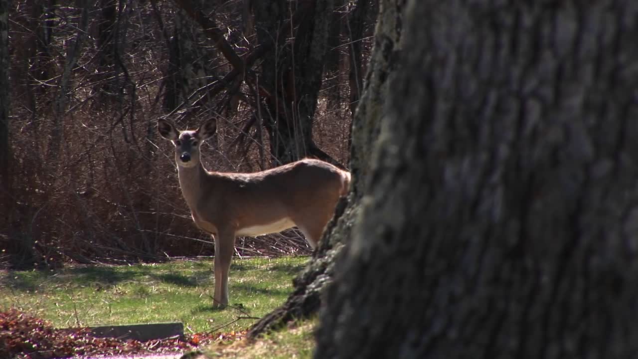 una cierva pastando en un prado pacífico pero permaneciendo alerta ante posibles peligros