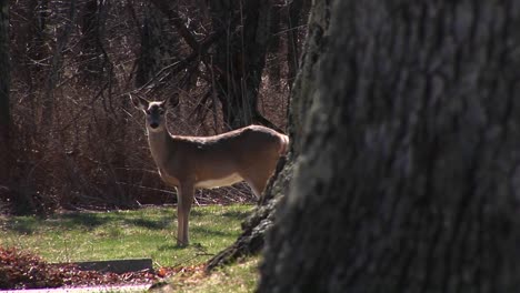 A-Doe-Grazing-In-A-Peaceful-Meadow-But-Remaining-Alert-To-Possible-Danger