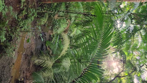 vertical video sun rays pierce through branches and foliage of forest vegetation