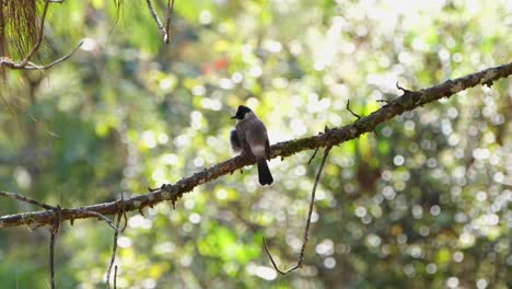 visto desde atrás mirando hacia la izquierda mientras está posado en una rama diagonal, bulbul pycnonotus aurigaster de cabeza negra, tailandia