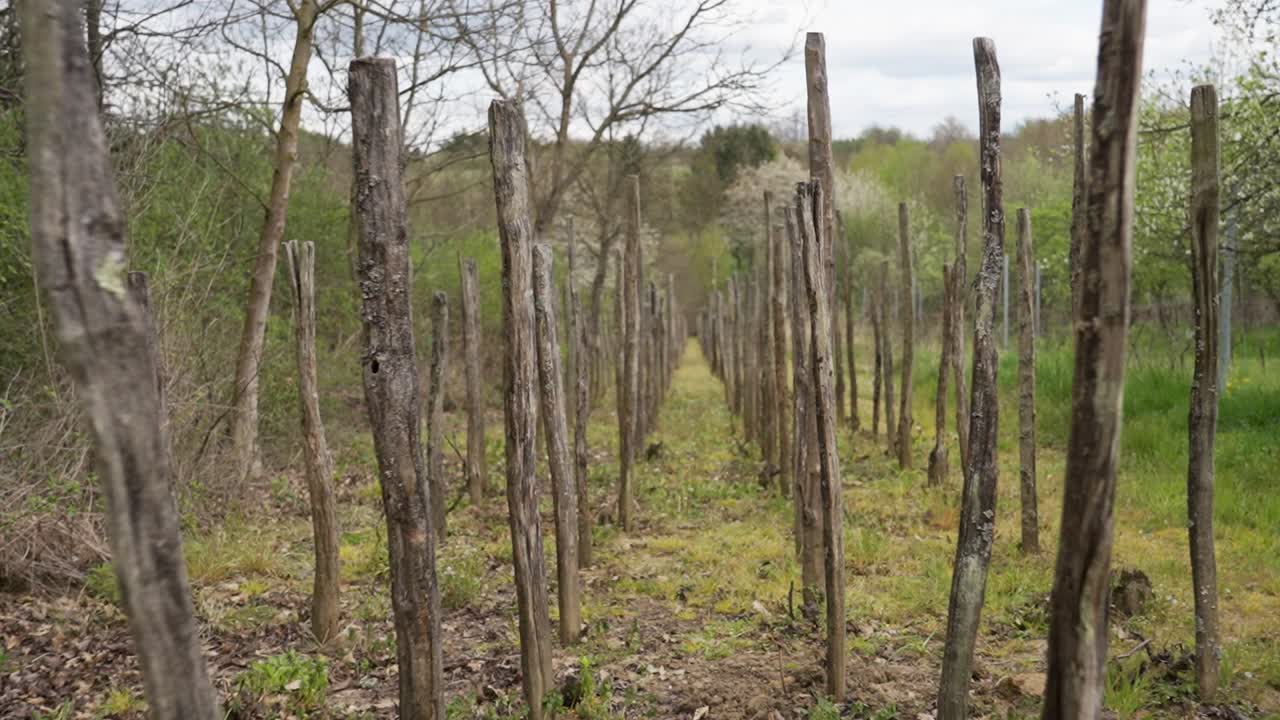 Pomar de maçãs vazio com postes de madeira em fileiras.
