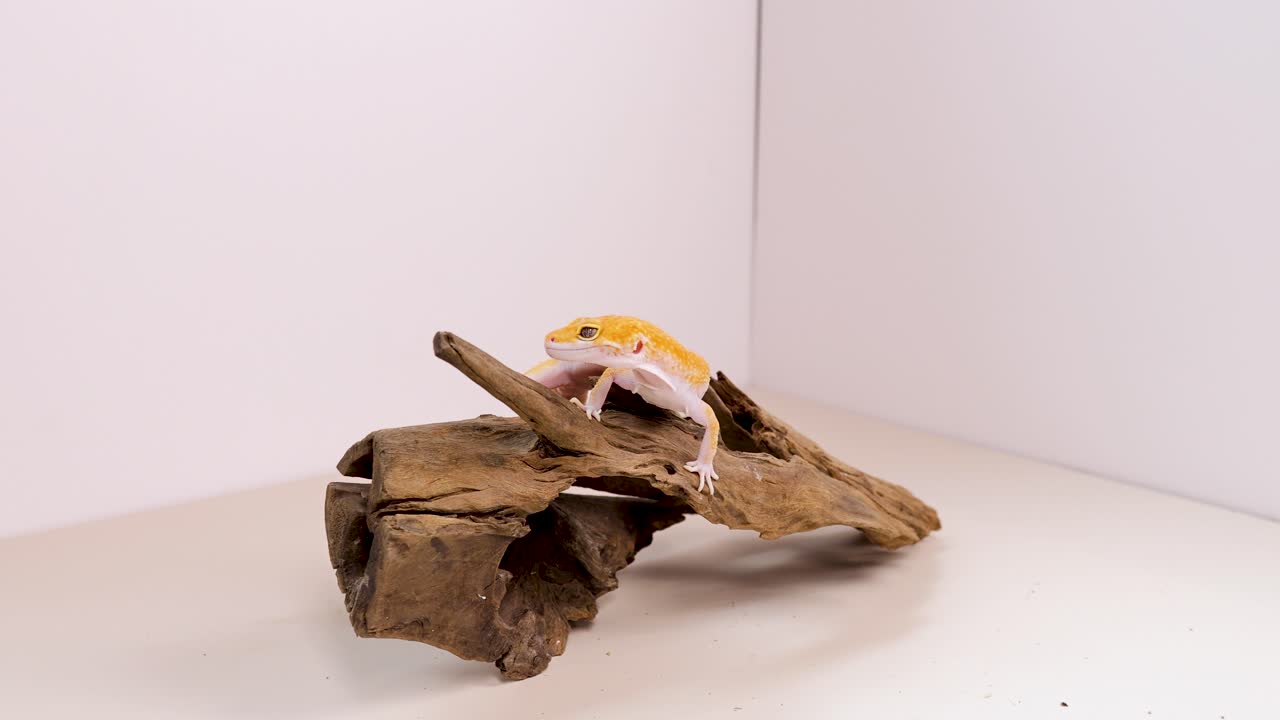 A leopard gecko moves across a wooden perch in a well-lit studio, showcasing its vibrant yellow coloration