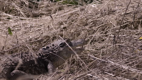 alligator in dry swamp retreating backwards