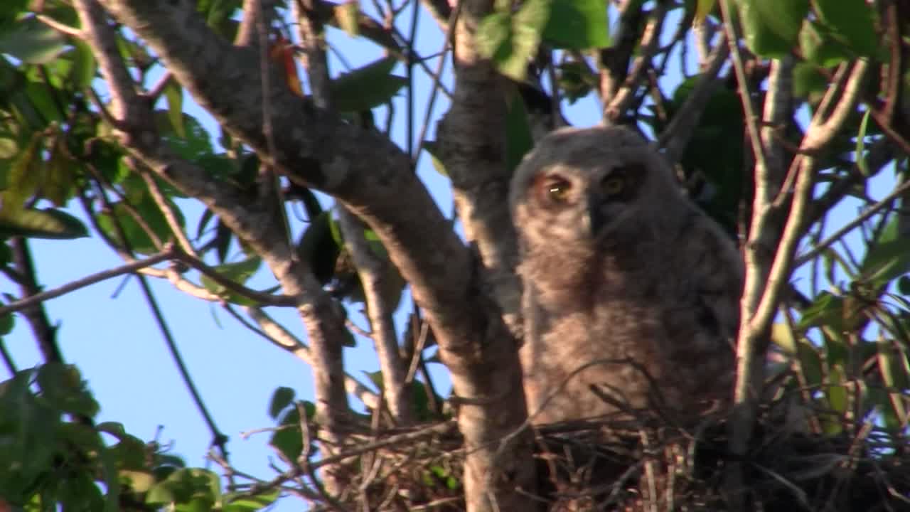 큰 뿔 부엉이는 밤에 나무 가지에서 피어 1