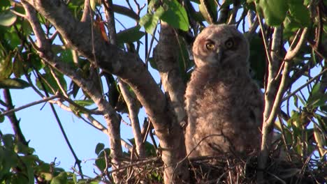 un gran búho cornudo se asoma desde las ramas de un árbol por la noche 1