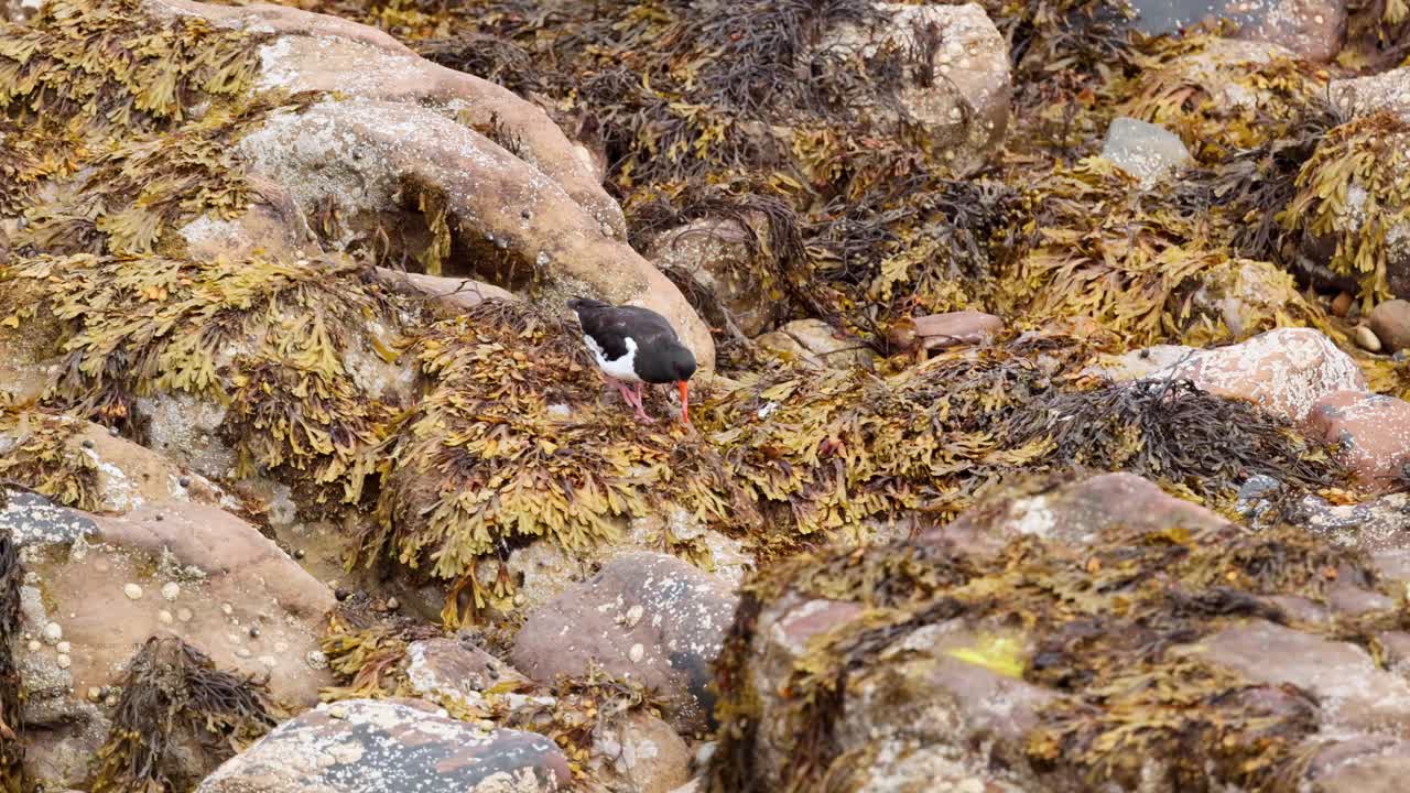 pájaro buscando alimento entre las rocas y las algas