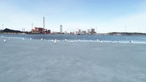 moving shot of some birds standing and flying from an ice shelf in helsinki, finland