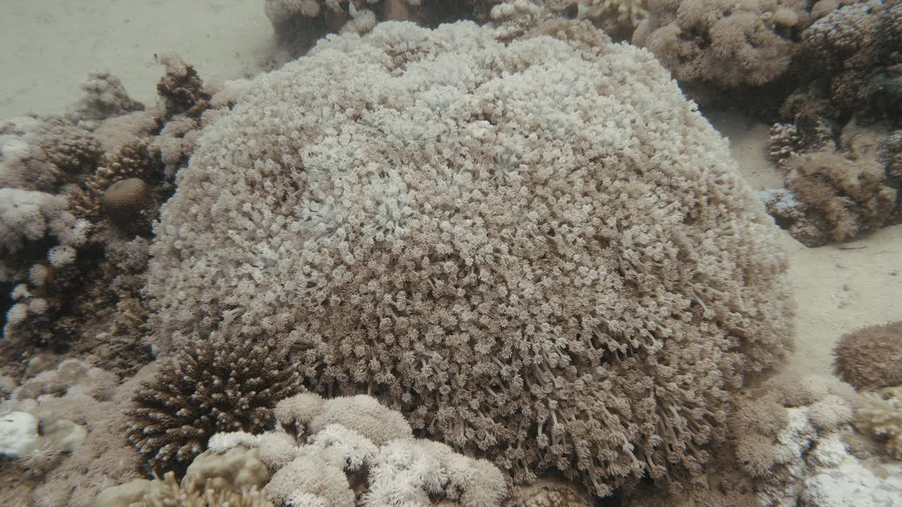 Large soft coral structure waiving in the current in slowmotion in 4k