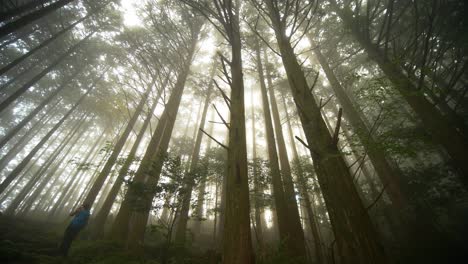 Cacerola,-Excursionista-Se-Detiene-Entre-El-Bosque-Envuelto-En-Niebla,-Kumano-Kodo-Japón