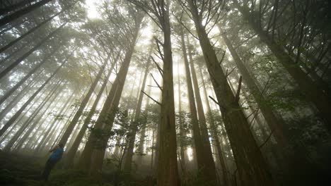 cacerola, excursionista se detiene entre el bosque envuelto en niebla, kumano kodo japón