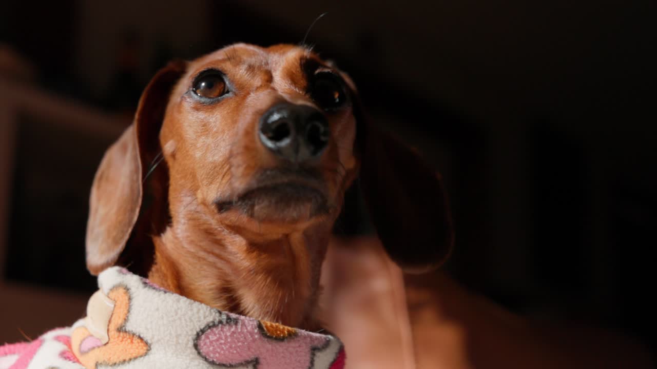 A red dachshund wears a cozy winter jacket and gazes ahead with focus, enjoying the warmth from indoors.