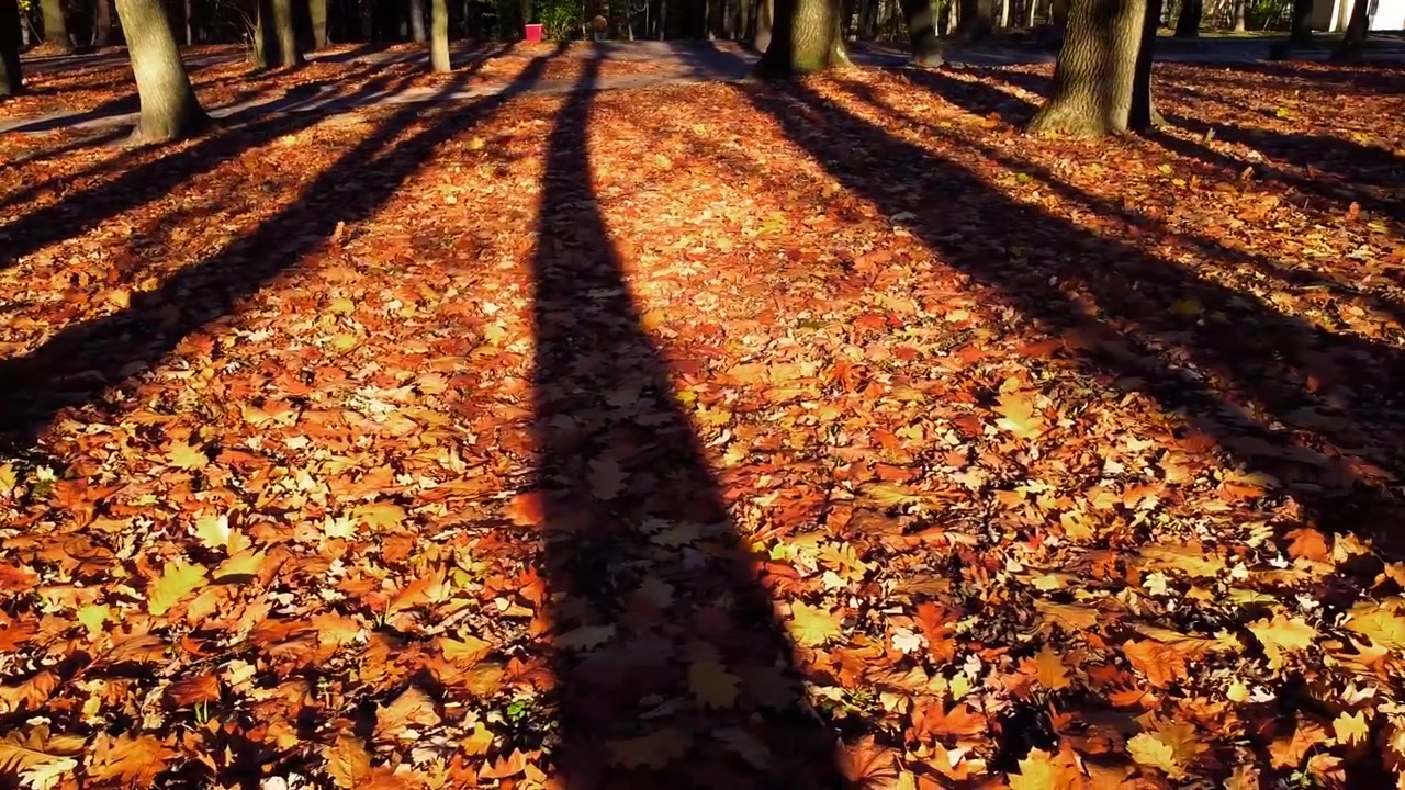 Hojas de otoño caídas en el parque