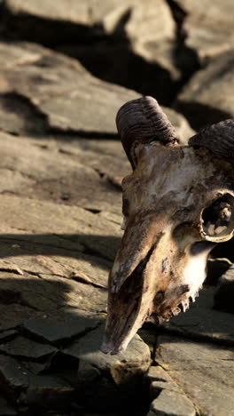 close-up of a ram skull on rocks