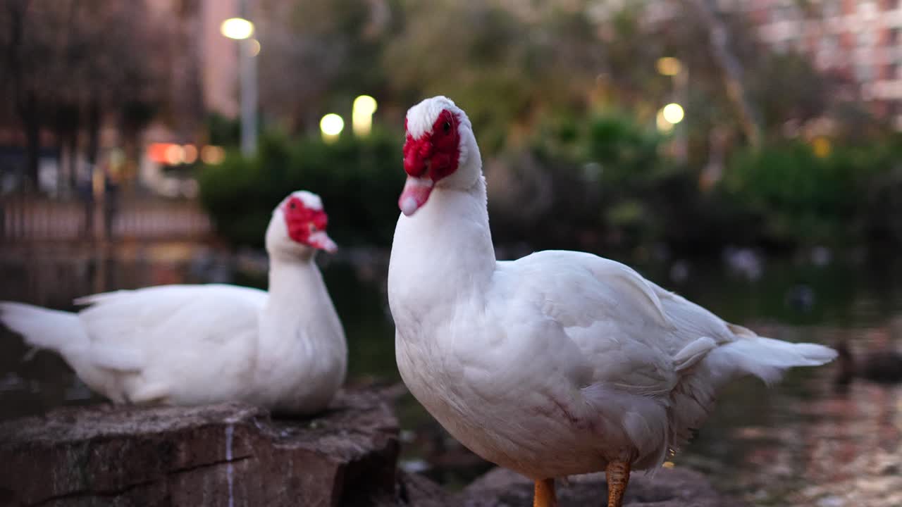 movimiento lento de una pareja de patos muscosos descansando en la orilla de un lago durante el anochecer