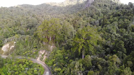 Órbita-Aérea-De-Varios-árboles-Kauri-En-El-Bosque-Nativo,-Coromandel,-Nueva-Zelanda