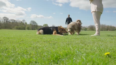 five dogs drinking water at the park with two owners with them, slowmo