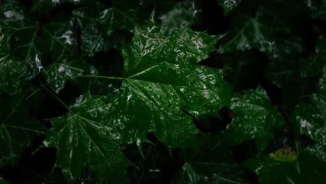 mountain maple leaves hit by raindrops in moody forest setting with blurred background, cinematic natural camera movements