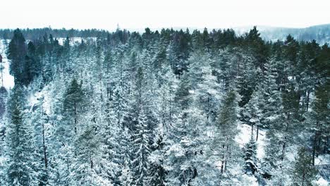 push in drone shot of snowy forest in winter during the day near kvarnsjon lake in huddinge municipality, sodermanland, sweden