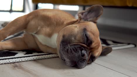 adorable french bulldog sleeping on wooden floor during daytime