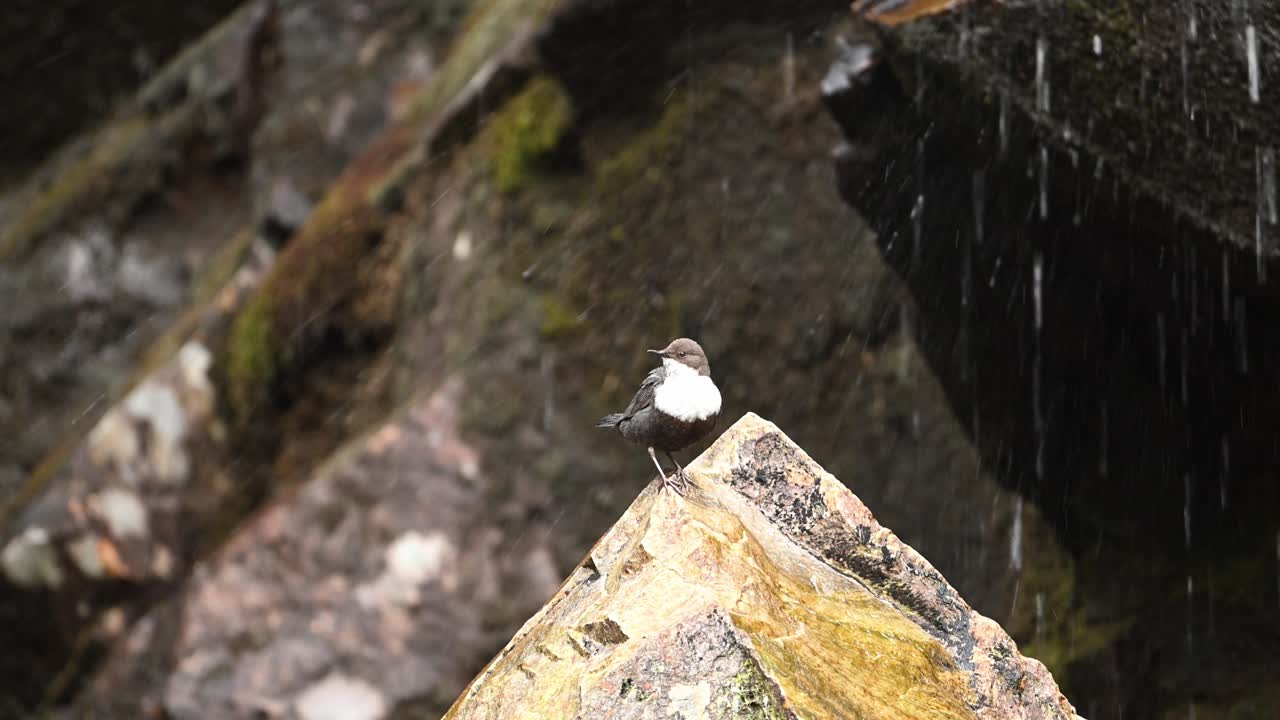 White Throated Dipper, or Fossekall, National Bird of Norway, perched on rock near drops of water falling off rock bobbing up and down before flying away.