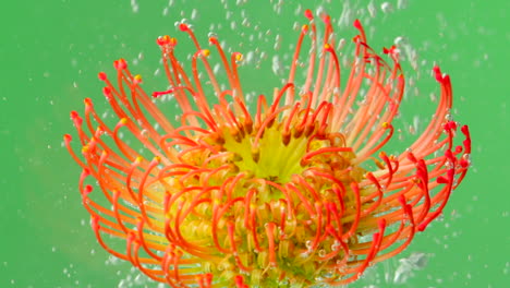 stunning protea flower in water