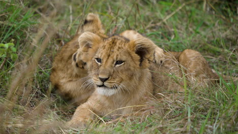 funny lion cubs lying in long grass playing together