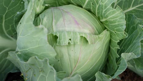 closeup shot of cabbage on a farm