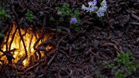 glowing roots and delicate flowers on dark ground