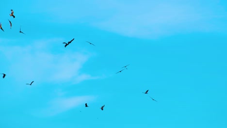 Bandada-De-Pájaros-Depredadores-Siluetados-Flotando-Contra-El-Cielo-Azul