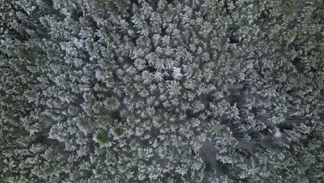 Aerial-view-of-a-frozen-pine-tree-forest-with-snow-covered-trees-in-winter