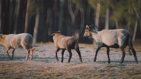 family of goats walking past in winter cold grassland