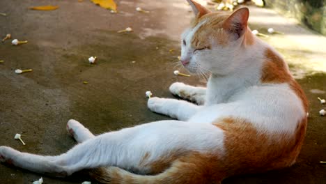 yellow white cat on the floor