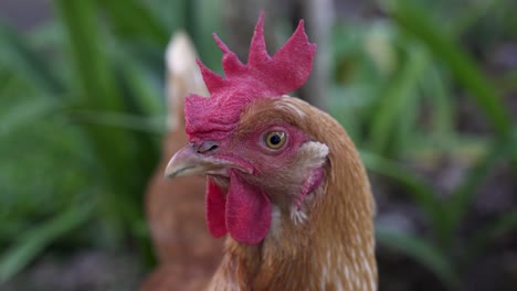 Close-up-red-chicken-in-profile,-still-and-blinking,-poultry-production