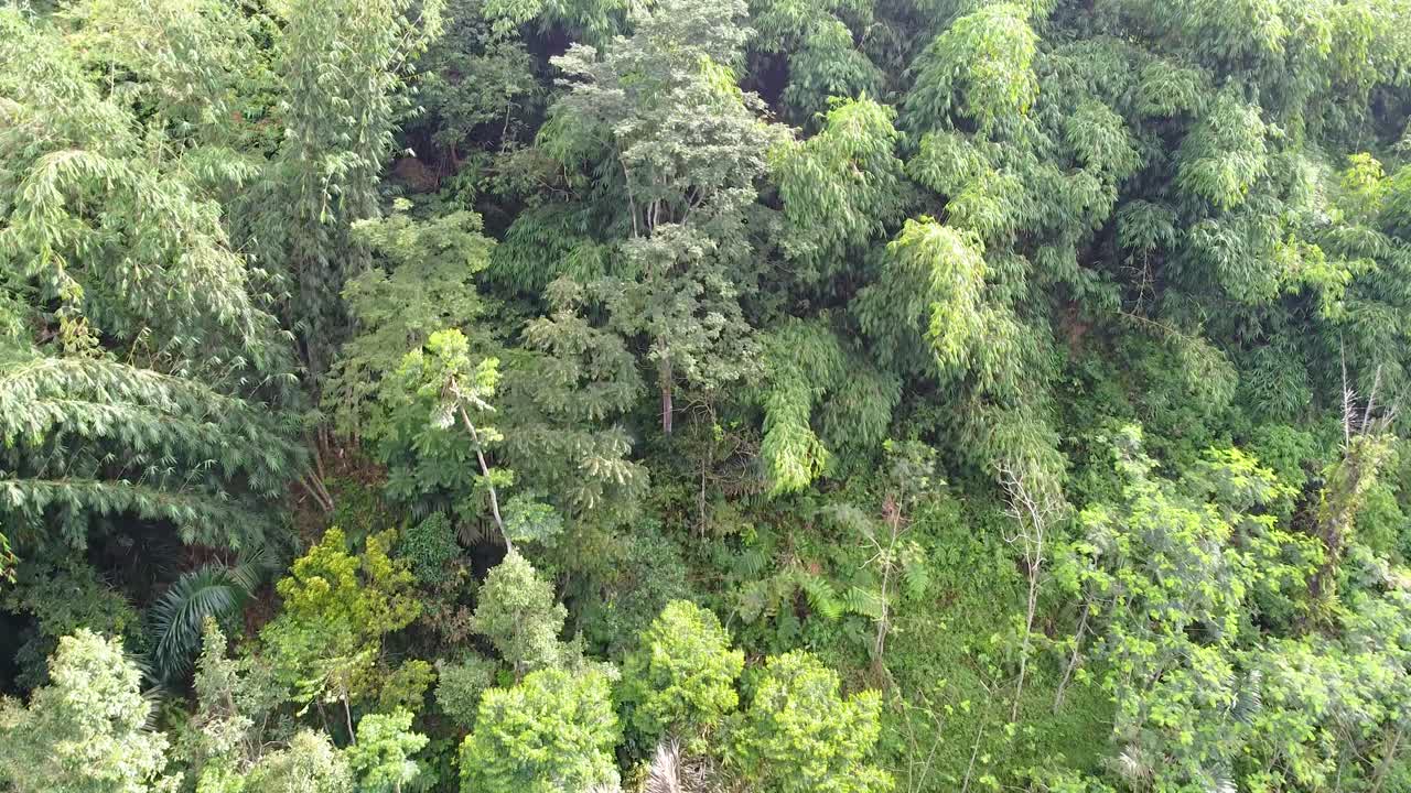 disparo de drone, bosque tropical 4k