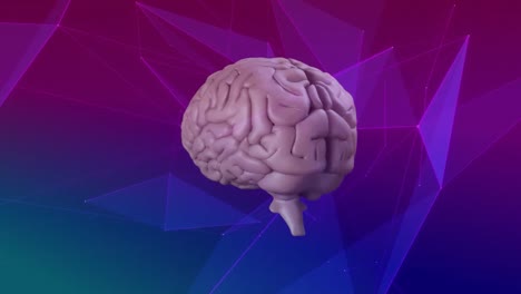 animación digital del cerebro humano girando contra la red del plexo en fondo de gradiente púrpura y azul